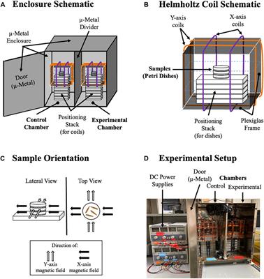 Weak magnetic fields modulate superoxide to control planarian regeneration